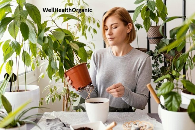 WellHealthOrganic: A Comprehensive Guide to Organic Living and Holistic Wellness